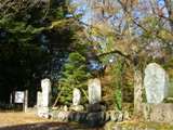 上杉謙信手植えの松